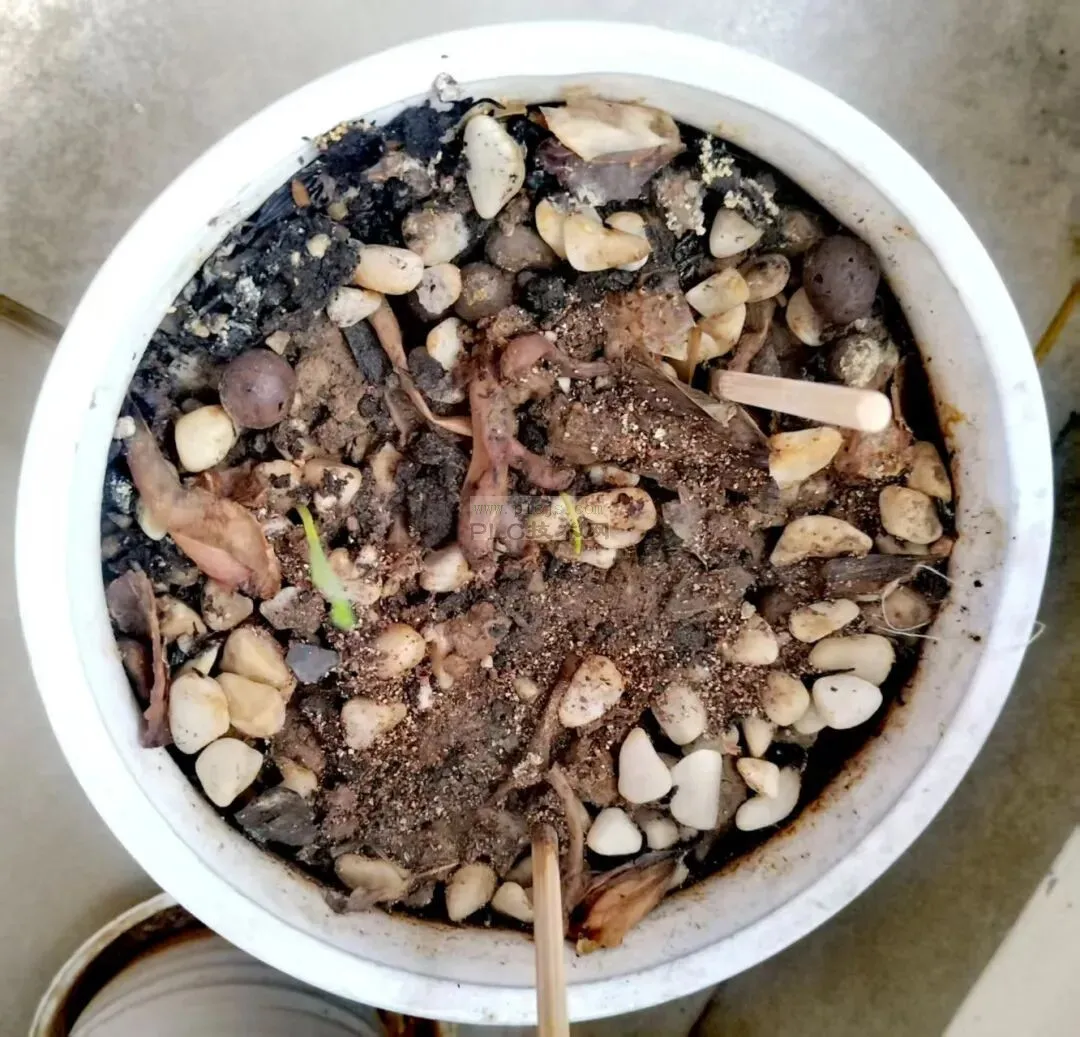 小张《种花记》